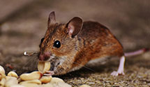 24 Hour & Emergency Exterminators in Russellville, AL